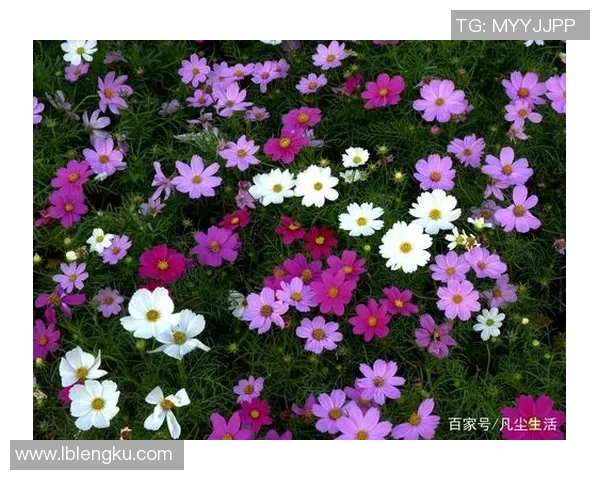 男主是一位魅力四射的种马足球明星与众多女神的浪漫故事